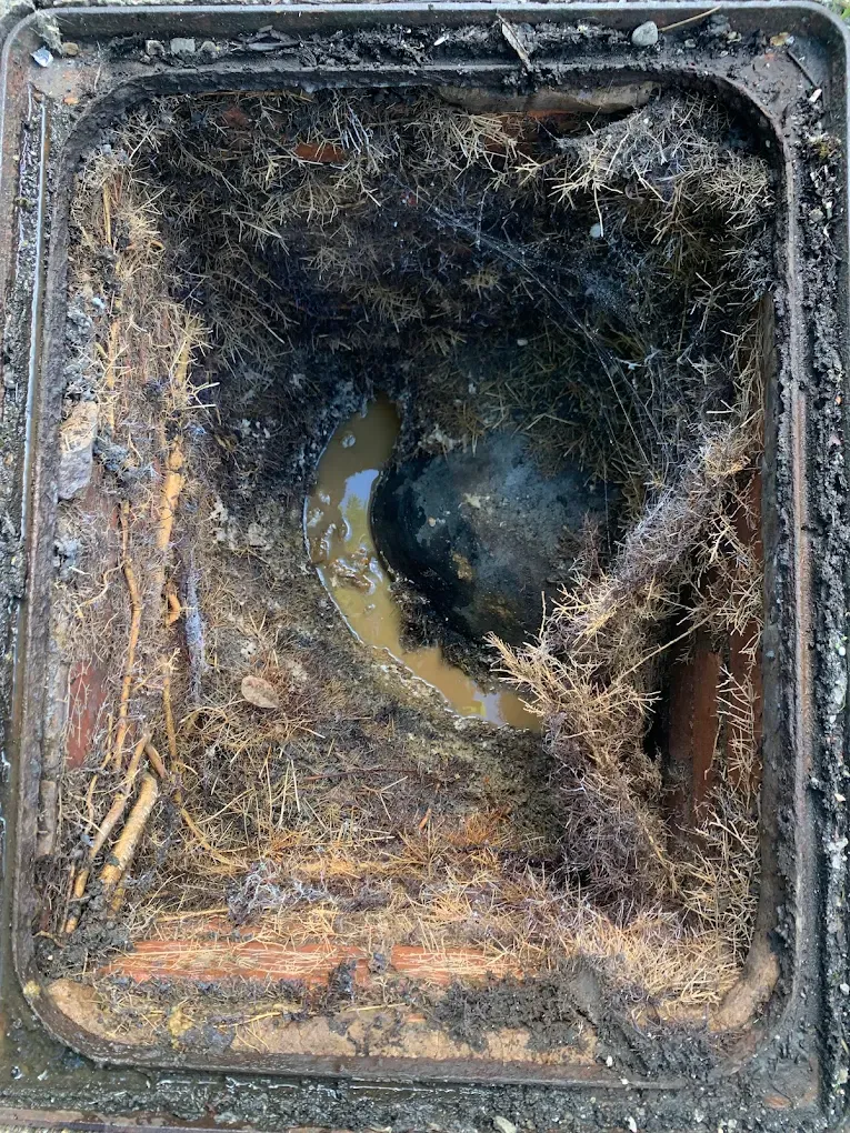 A view inside a blocked drain or manhole showing a large amount of tree roots causing an obstruction.